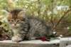 ussiaboy6weekssibn0924119_small.jpg
