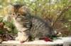 ussiaboy6weekssibn0924124_small.jpg