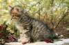 ussiaboy6weekssibn0924128_small.jpg