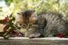 ussiaboy6weekssibn0924139_small.jpg