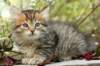 ussiaboy6weekssibn0924141_small.jpg