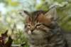 ussiaboy6weekssibn0924142_small.jpg