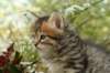 ussiaboy6weekssibn0924143_small.jpg