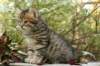 ussiaboy6weekssibn0924147_small.jpg