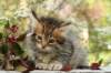 ussiaboy6weekssibn0924148_small.jpg