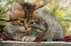 ussiaboy6weekssibn0924152_small.jpg