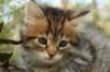 ussiaboy6weekssibn0924153_small.jpg