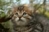 ussiaboy6weekssibn0924154_small.jpg