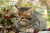 ussiaboy6weekssibn0924155_small.jpg