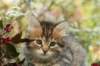 ussiaboy6weekssibn0924156_small.jpg