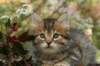 ussiaboy6weekssibn0924158_small.jpg