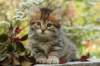 ussiaboy6weekssibn0924162_small.jpg