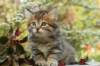 ussiaboy6weekssibn0924163_small.jpg