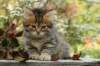 ussiaboy6weekssibn0924165_small.jpg