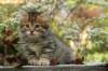 ussiaboy6weekssibn0924167_small.jpg