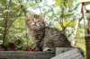 ussiaboy6weekssibn092424_small.jpg