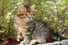 ussiaboy6weekssibn092427_small.jpg