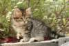 ussiaboy6weekssibn092428_small.jpg