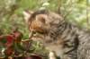 ussiaboy6weekssibn092430_small.jpg