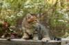 ussiaboy6weekssibn092435_small.jpg