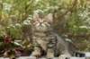 ussiaboy6weekssibn092438_small.jpg