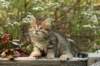 ussiaboy6weekssibn092439_small.jpg