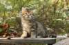 ussiaboy6weekssibn092441_small.jpg