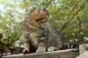 ussiaboy6weekssibn092444_small.jpg