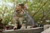 ussiaboy6weekssibn092445_small.jpg