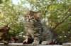ussiaboy6weekssibn092446_small.jpg