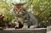 ussiaboy6weekssibn092447_small.jpg