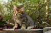 ussiaboy6weekssibn092454_small.jpg