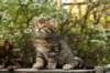 ussiaboy6weekssibn092455_small.jpg