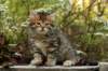 ussiaboy6weekssibn092456_small.jpg
