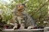 ussiaboy6weekssibn092457_small.jpg