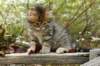 ussiaboy6weekssibn092458_small.jpg