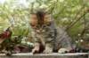 ussiaboy6weekssibn092459_small.jpg