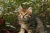 ussiaboy6weekssibn092462_small.jpg