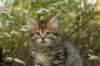 ussiaboy6weekssibn092464_small.jpg
