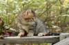 ussiaboy6weekssibn092465_small.jpg