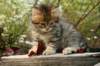 ussiaboy6weekssibn092466_small.jpg