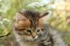 ussiaboy6weekssibn092470_small.jpg