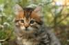 ussiaboy6weekssibn092471_small.jpg