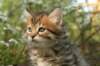 ussiaboy6weekssibn092472_small.jpg