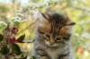 ussiaboy6weekssibn092473_small.jpg