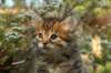 ussiaboy6weekssibn092474_small.jpg