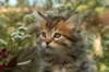 ussiaboy6weekssibn092476_small.jpg