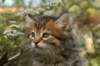 ussiaboy6weekssibn092477_small.jpg