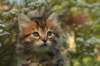 ussiaboy6weekssibn092478_small.jpg
