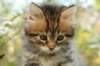 ussiaboy6weekssibn092479_small.jpg